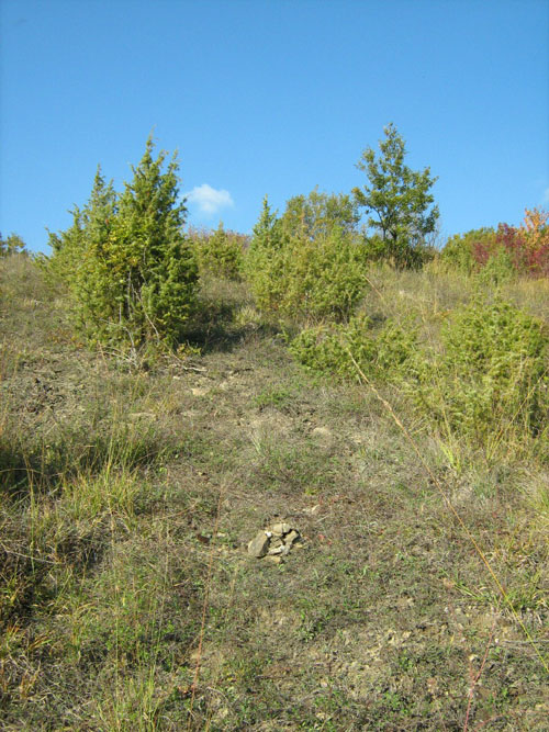 Ophrys 2012